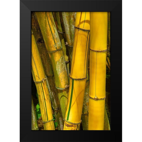 Detail of golden bamboo Black Modern Wood Framed Art Print by Engelbrecht, Jim