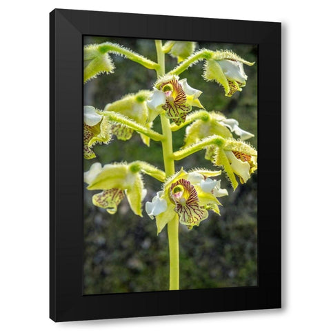 Exotic Orchid Black Modern Wood Framed Art Print with Double Matting by Engelbrecht, Jim