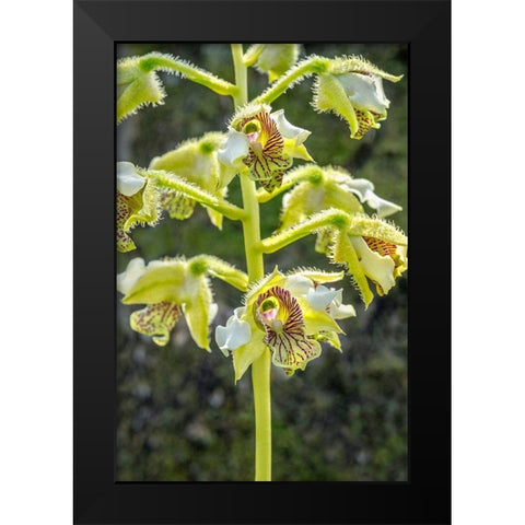 Exotic Orchid Black Modern Wood Framed Art Print by Engelbrecht, Jim