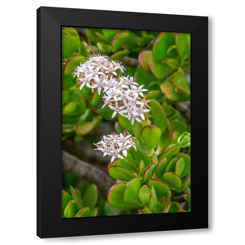 Flowering Stonecrop Black Modern Wood Framed Art Print with Double Matting by Engelbrecht, Jim