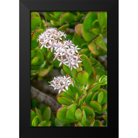 Flowering Stonecrop Black Modern Wood Framed Art Print by Engelbrecht, Jim