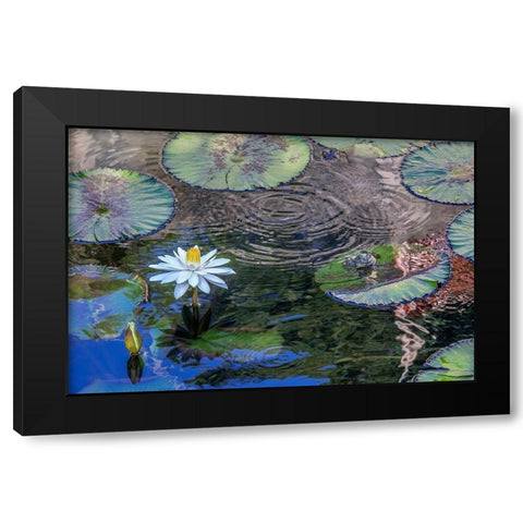 Frogs among Woods White Knight lilies Black Modern Wood Framed Art Print by Engelbrecht, Jim