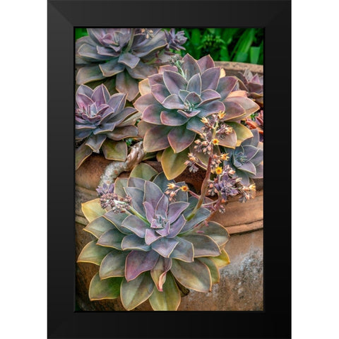 Ghost plant-succulent in a clay pot Black Modern Wood Framed Art Print by Engelbrecht, Jim