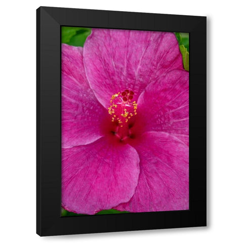 Hibiscus Black Modern Wood Framed Art Print by Engelbrecht, Jim