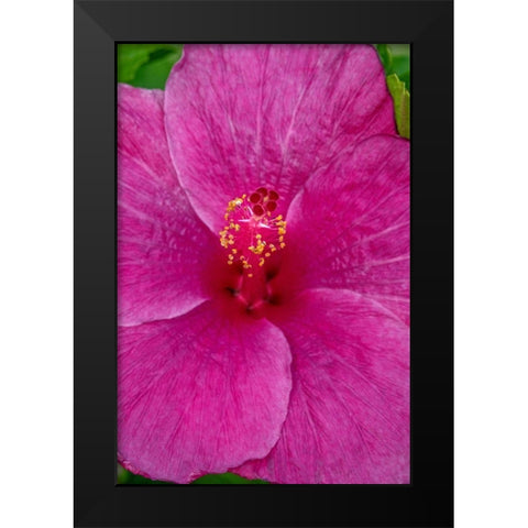 Hibiscus Black Modern Wood Framed Art Print by Engelbrecht, Jim