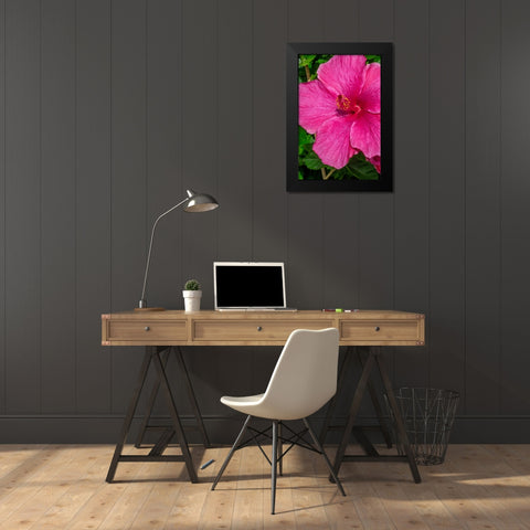 Hibiscus Black Modern Wood Framed Art Print by Engelbrecht, Jim