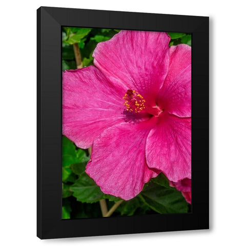 Hibiscus Black Modern Wood Framed Art Print with Double Matting by Engelbrecht, Jim