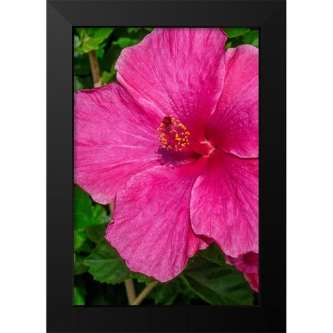 Hibiscus Black Modern Wood Framed Art Print by Engelbrecht, Jim