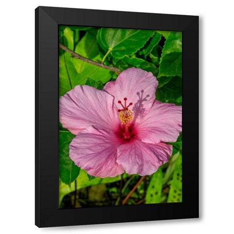 Hibiscus Black Modern Wood Framed Art Print by Engelbrecht, Jim