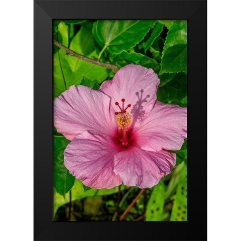 Hibiscus Black Modern Wood Framed Art Print by Engelbrecht, Jim