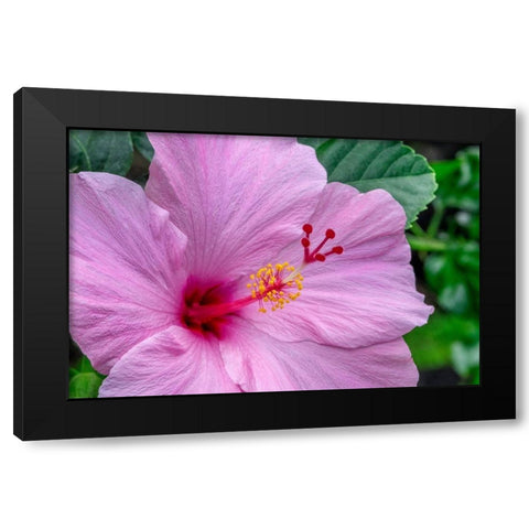 Hibiscus Black Modern Wood Framed Art Print by Engelbrecht, Jim
