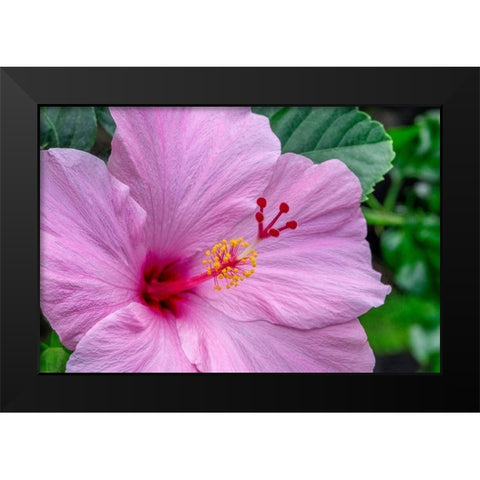 Hibiscus Black Modern Wood Framed Art Print by Engelbrecht, Jim