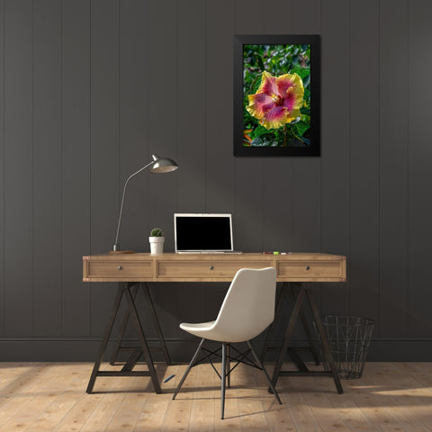 Hibiscus flower Black Modern Wood Framed Art Print by Engelbrecht, Jim
