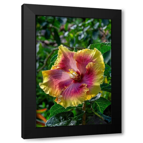 Hibiscus flower Black Modern Wood Framed Art Print by Engelbrecht, Jim
