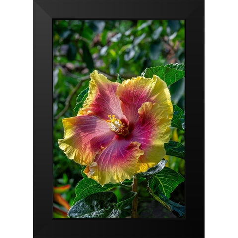 Hibiscus flower Black Modern Wood Framed Art Print by Engelbrecht, Jim