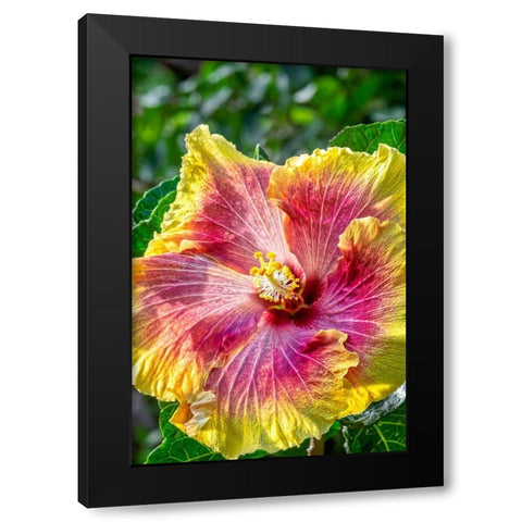 Hibiscus flower Black Modern Wood Framed Art Print by Engelbrecht, Jim