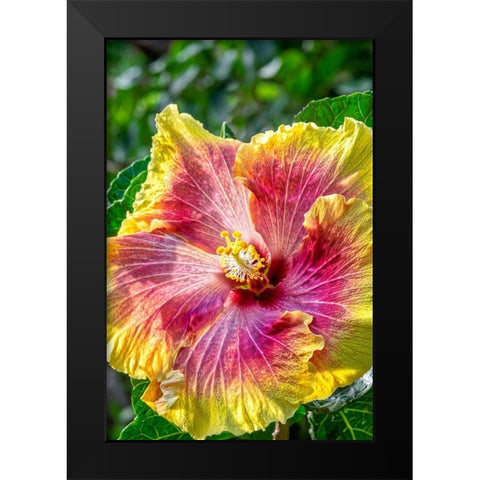 Hibiscus flower Black Modern Wood Framed Art Print by Engelbrecht, Jim