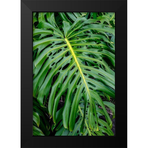 Hurricane Plant Black Modern Wood Framed Art Print by Engelbrecht, Jim