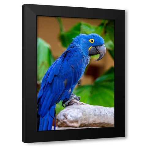 Hyacinth Macaw Black Modern Wood Framed Art Print with Double Matting by Engelbrecht, Jim
