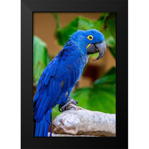 Hyacinth Macaw Black Modern Wood Framed Art Print by Engelbrecht, Jim