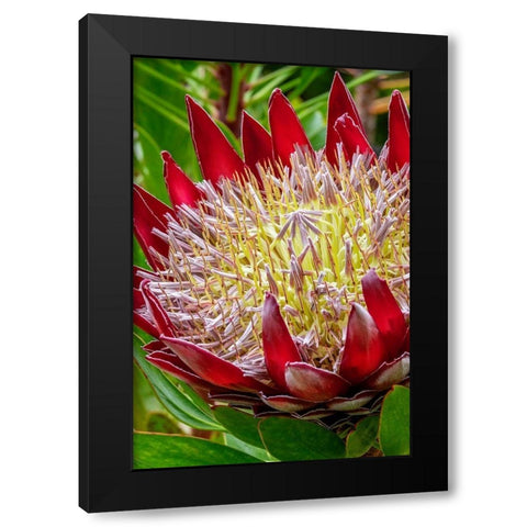 King Protea flower Black Modern Wood Framed Art Print by Engelbrecht, Jim