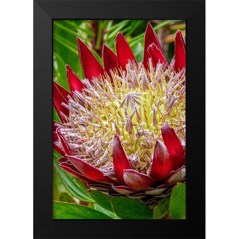 King Protea flower Black Modern Wood Framed Art Print by Engelbrecht, Jim