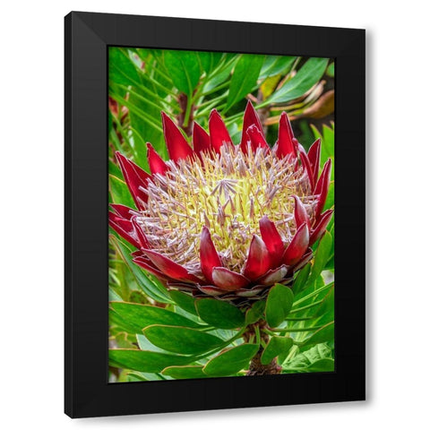 King Protea flower Black Modern Wood Framed Art Print by Engelbrecht, Jim