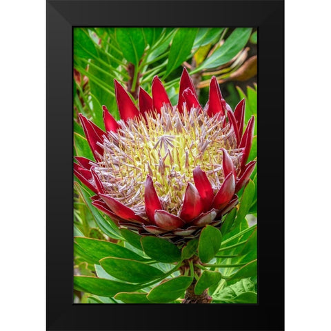 King Protea flower Black Modern Wood Framed Art Print by Engelbrecht, Jim