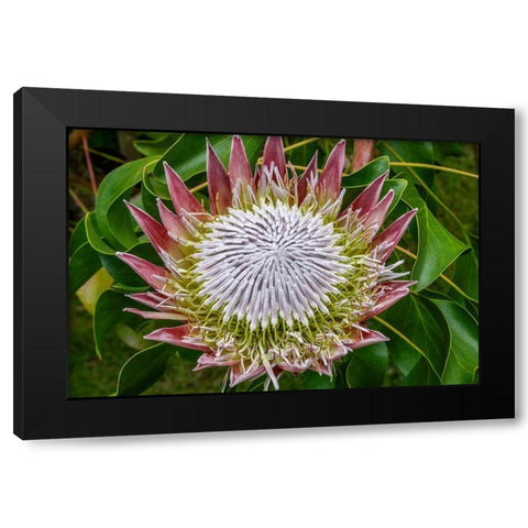 King Protea flower Black Modern Wood Framed Art Print with Double Matting by Engelbrecht, Jim