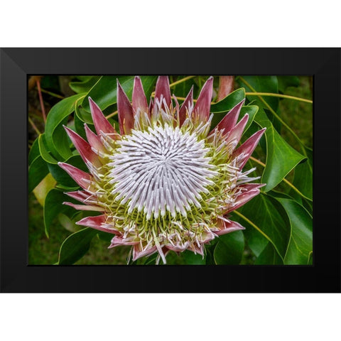 King Protea flower Black Modern Wood Framed Art Print by Engelbrecht, Jim