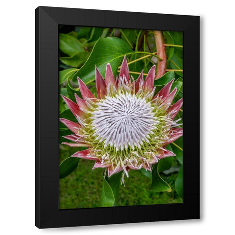King Protea flower Black Modern Wood Framed Art Print with Double Matting by Engelbrecht, Jim