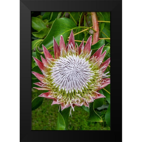 King Protea flower Black Modern Wood Framed Art Print by Engelbrecht, Jim