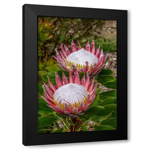 King Protea flower Black Modern Wood Framed Art Print with Double Matting by Engelbrecht, Jim