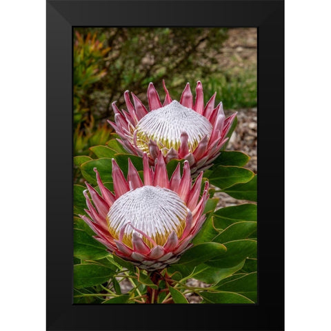 King Protea flower Black Modern Wood Framed Art Print by Engelbrecht, Jim
