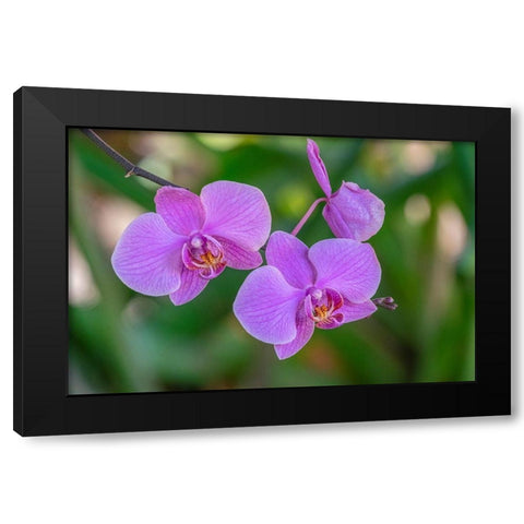 Moth Orchid Black Modern Wood Framed Art Print by Engelbrecht, Jim