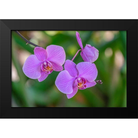 Moth Orchid Black Modern Wood Framed Art Print by Engelbrecht, Jim