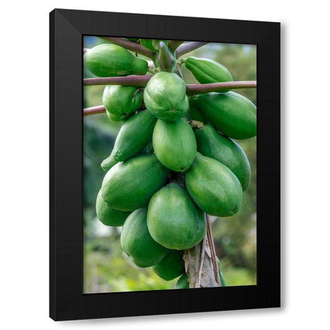 Papaya tree Black Modern Wood Framed Art Print by Engelbrecht, Jim