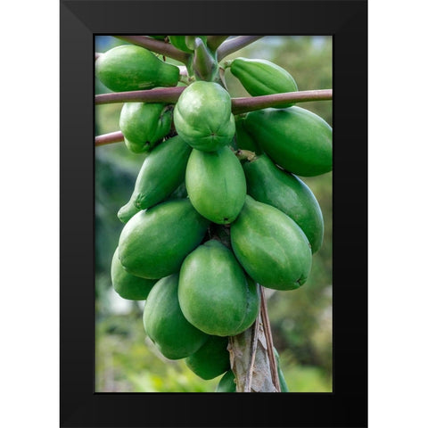Papaya tree Black Modern Wood Framed Art Print by Engelbrecht, Jim
