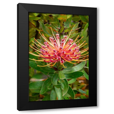 Pincushion flower Black Modern Wood Framed Art Print by Engelbrecht, Jim