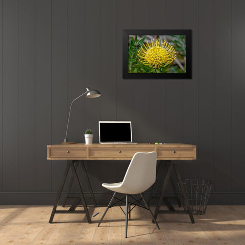 Pincushion flower Black Modern Wood Framed Art Print by Engelbrecht, Jim
