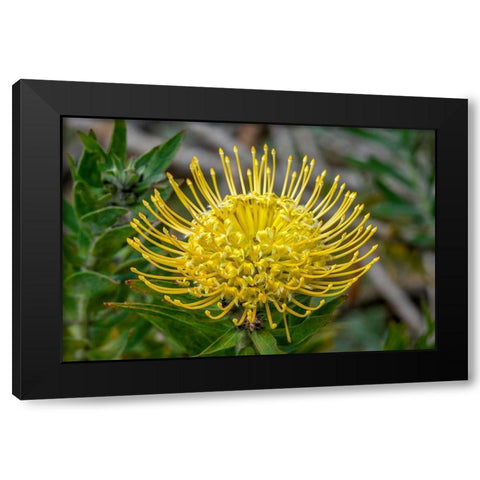 Pincushion flower Black Modern Wood Framed Art Print by Engelbrecht, Jim