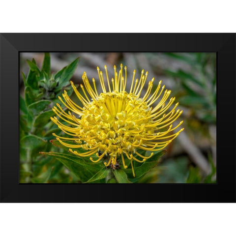 Pincushion flower Black Modern Wood Framed Art Print by Engelbrecht, Jim