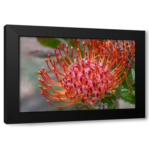 Pincushion flower Black Modern Wood Framed Art Print by Engelbrecht, Jim