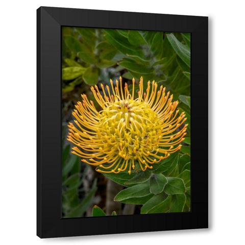 Pincushion flower Black Modern Wood Framed Art Print with Double Matting by Engelbrecht, Jim