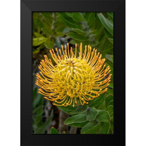 Pincushion flower Black Modern Wood Framed Art Print by Engelbrecht, Jim