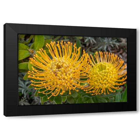 Pincushion flower Black Modern Wood Framed Art Print by Engelbrecht, Jim
