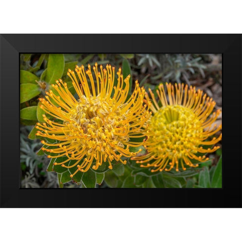 Pincushion flower Black Modern Wood Framed Art Print by Engelbrecht, Jim