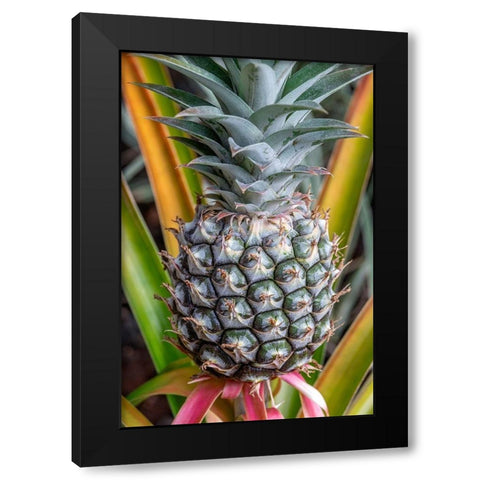 Pineapple plant Black Modern Wood Framed Art Print with Double Matting by Engelbrecht, Jim