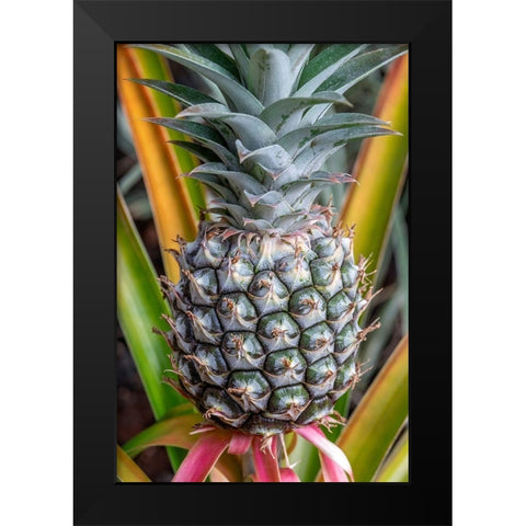 Pineapple plant Black Modern Wood Framed Art Print by Engelbrecht, Jim