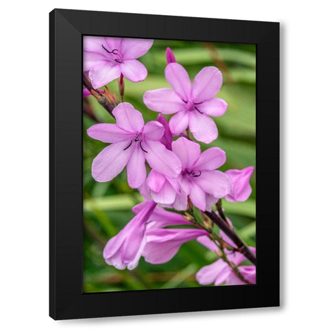 Pink Gladiolus Black Modern Wood Framed Art Print with Double Matting by Engelbrecht, Jim